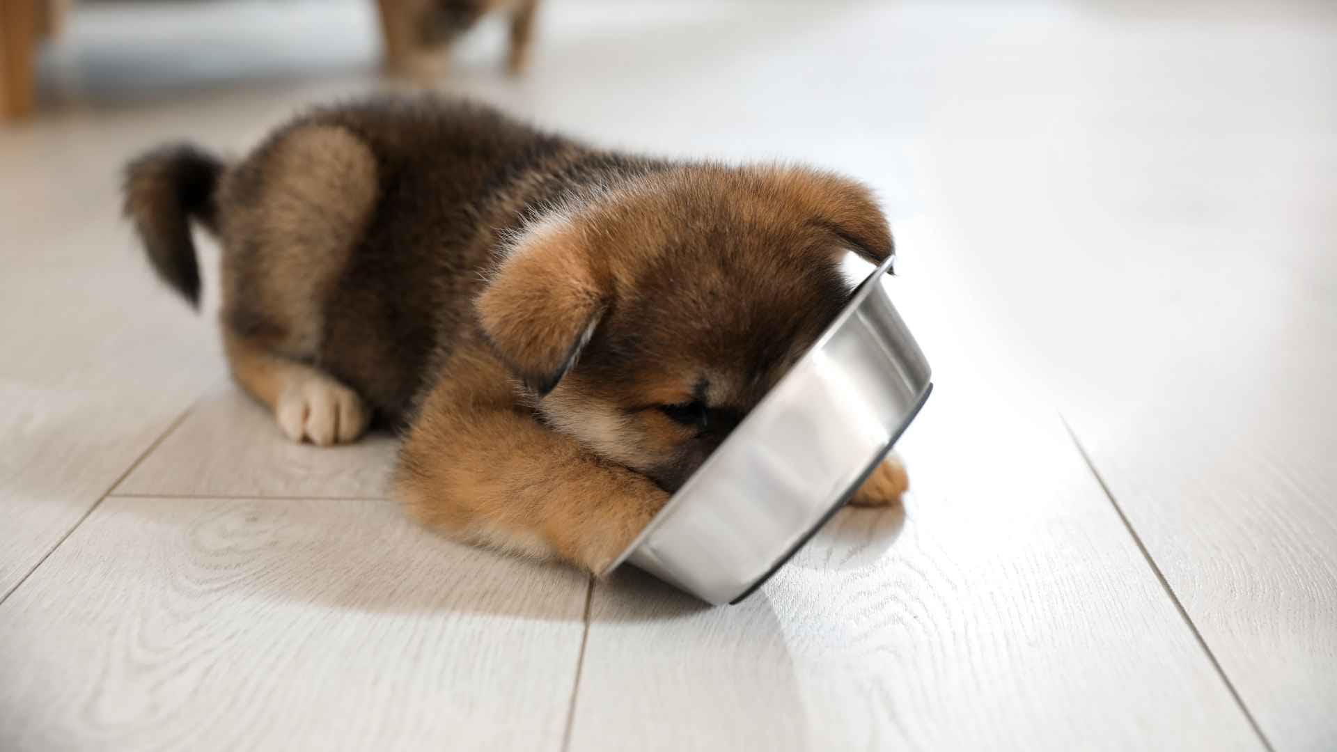 Perro cachorro alimentandose
